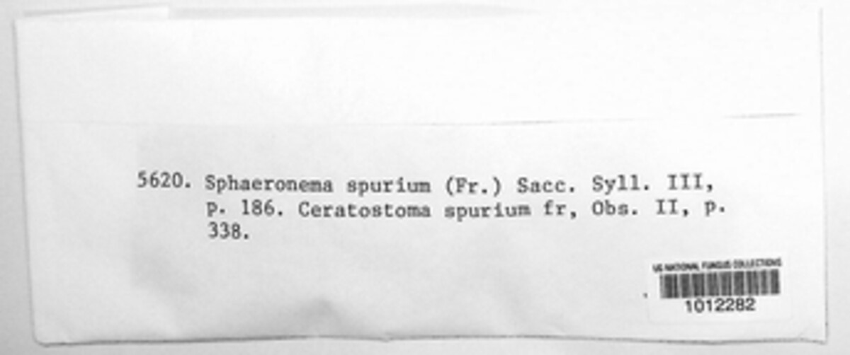 Ceratostoma spurium image